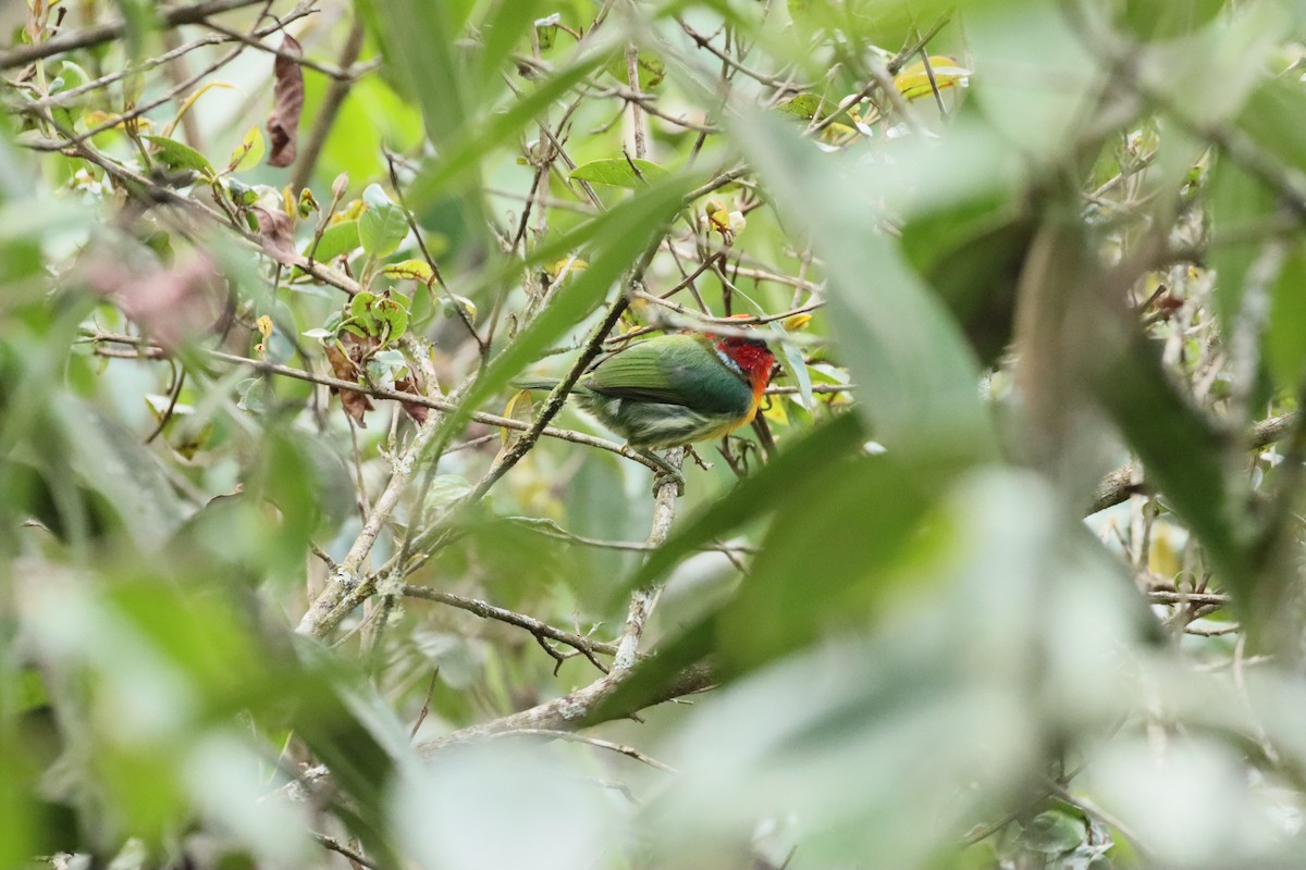 Red-headed Barbet - ML638305108