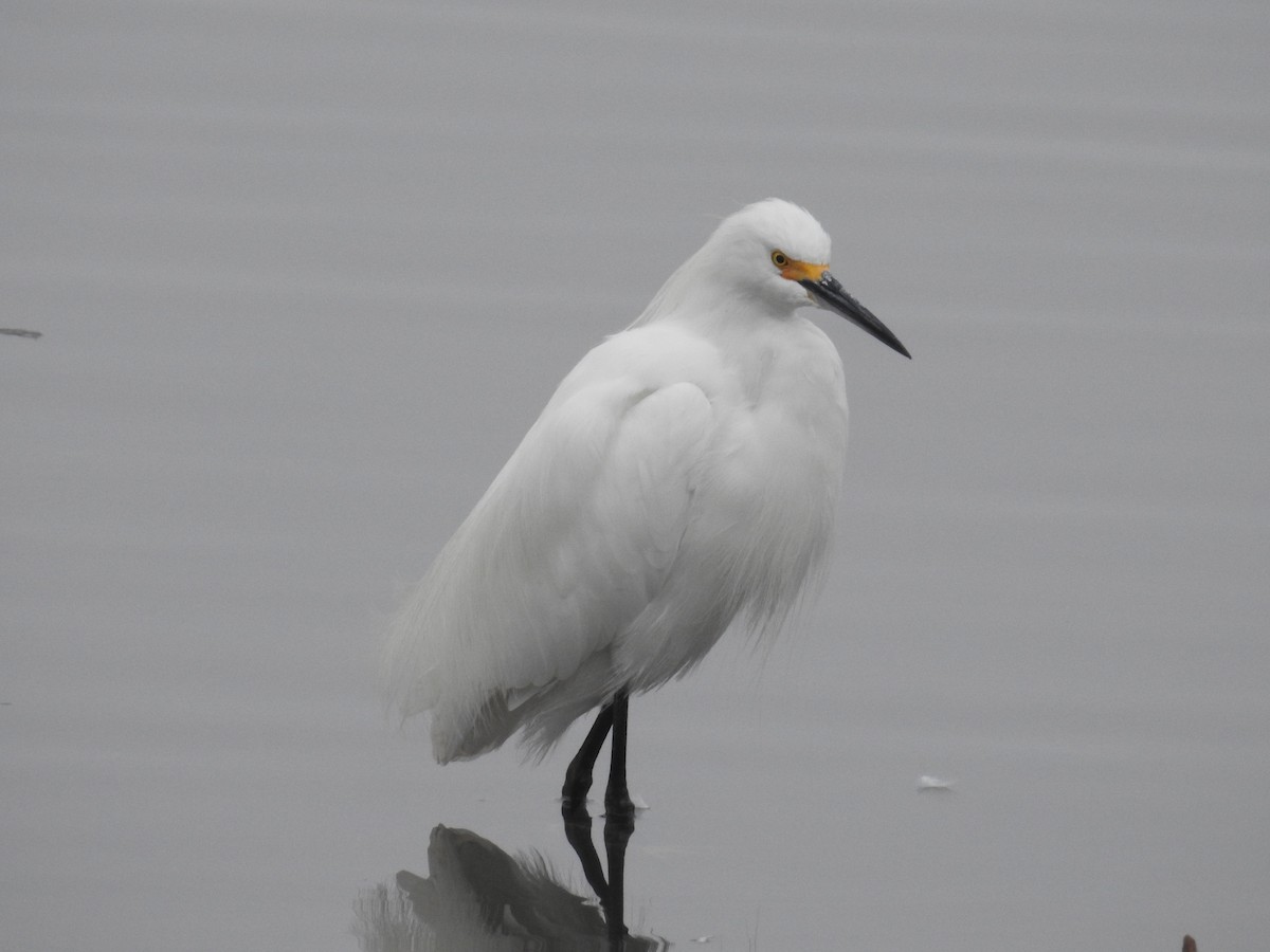 Snowy Egret - ML63830511