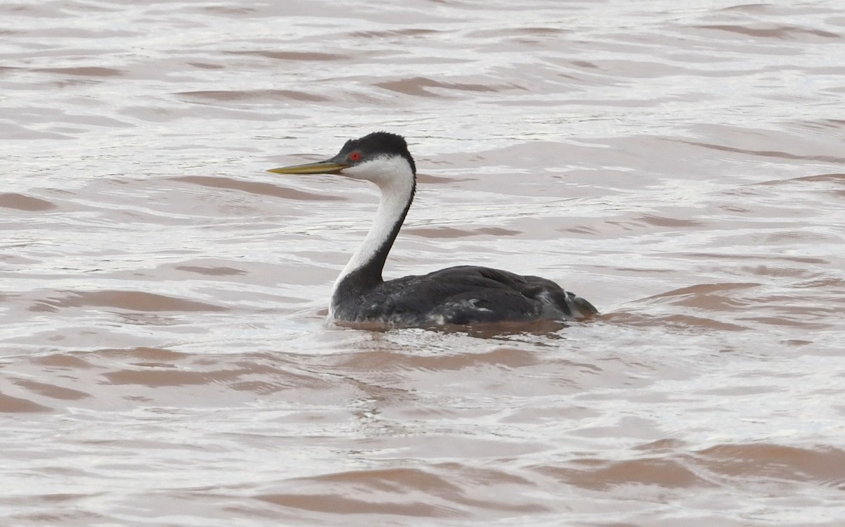 Western Grebe - ML638305110