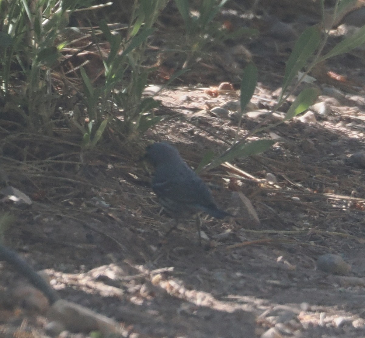 Grace's Warbler - ML638305111