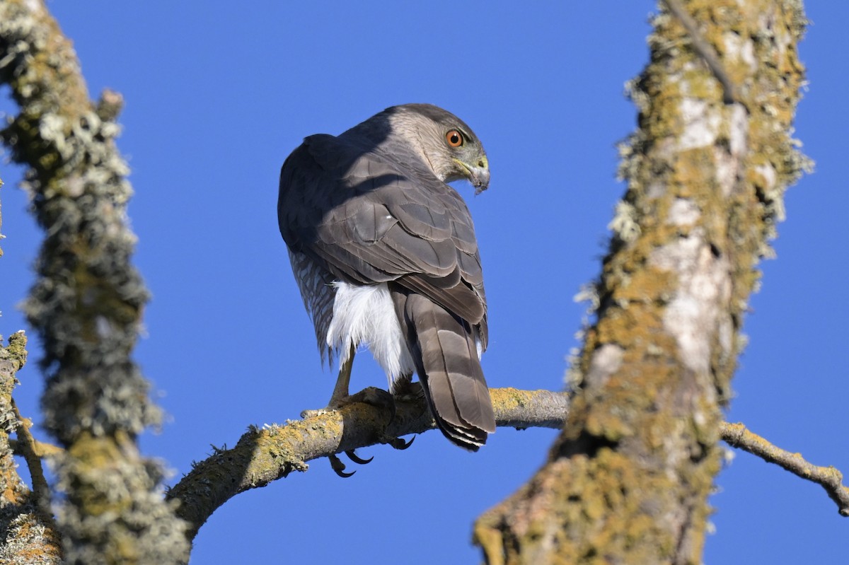 Cooper's Hawk - ML638305113