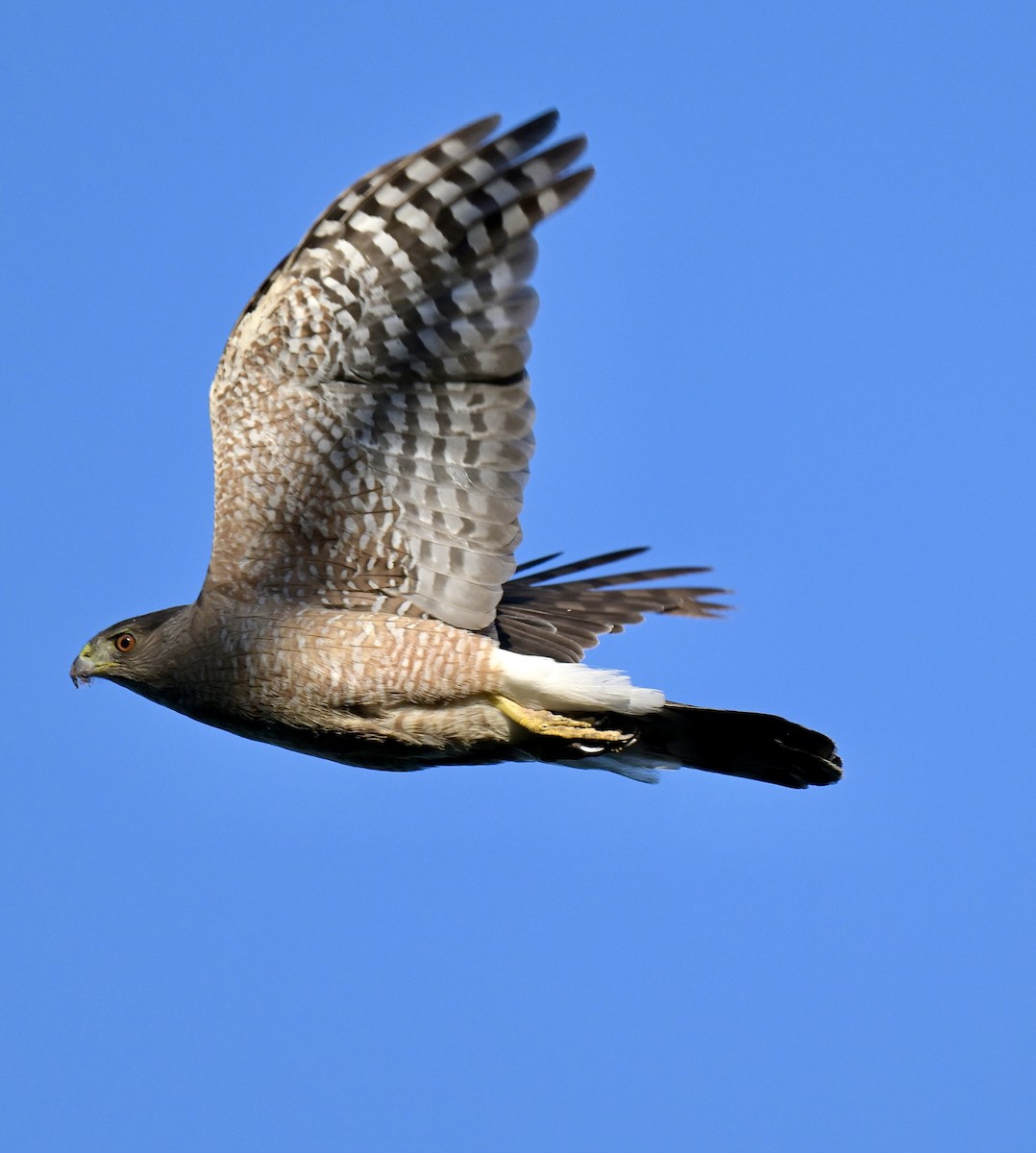Cooper's Hawk - ML638305114