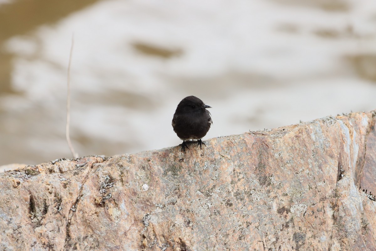 Black Phoebe - ML638305121