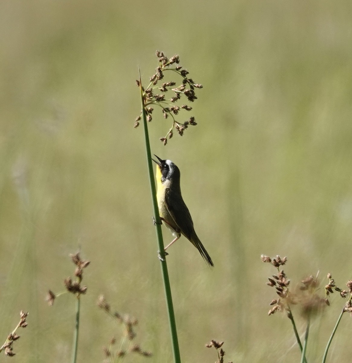 Common Yellowthroat - ML638305127