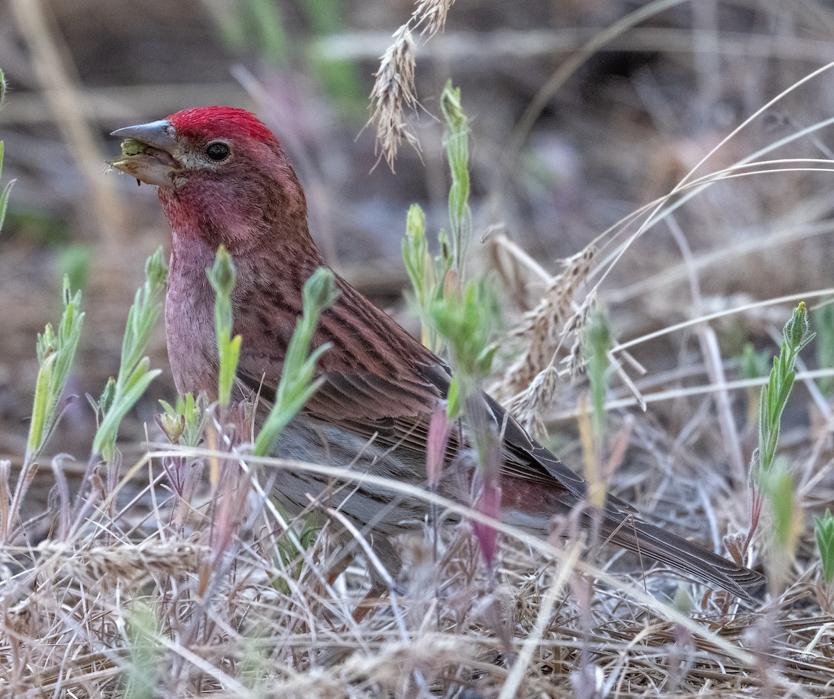 Cassin's Finch - ML638305129