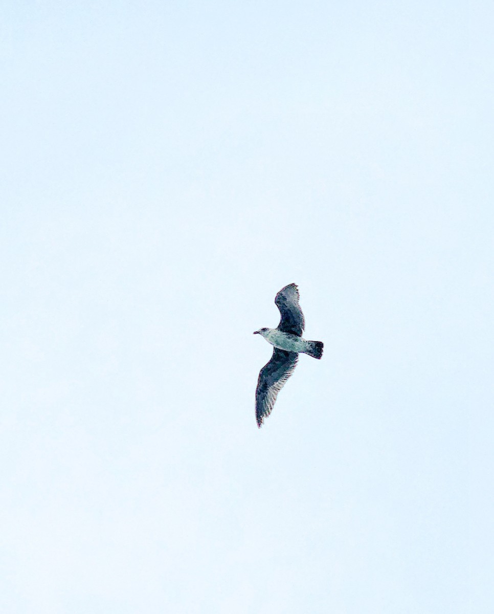 Kelp Gull - ML638305132