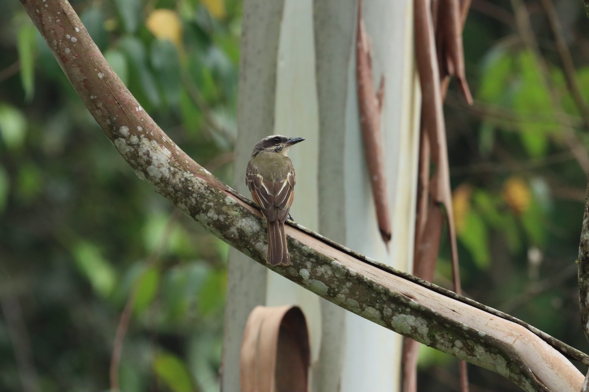 Golden-bellied Flycatcher - ML638305133