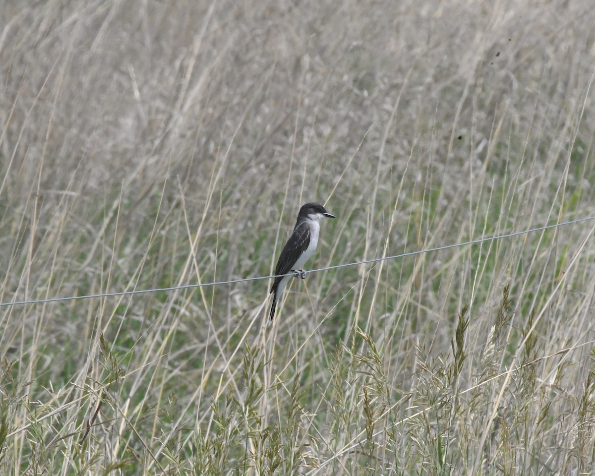 Eastern Kingbird - ML638305134