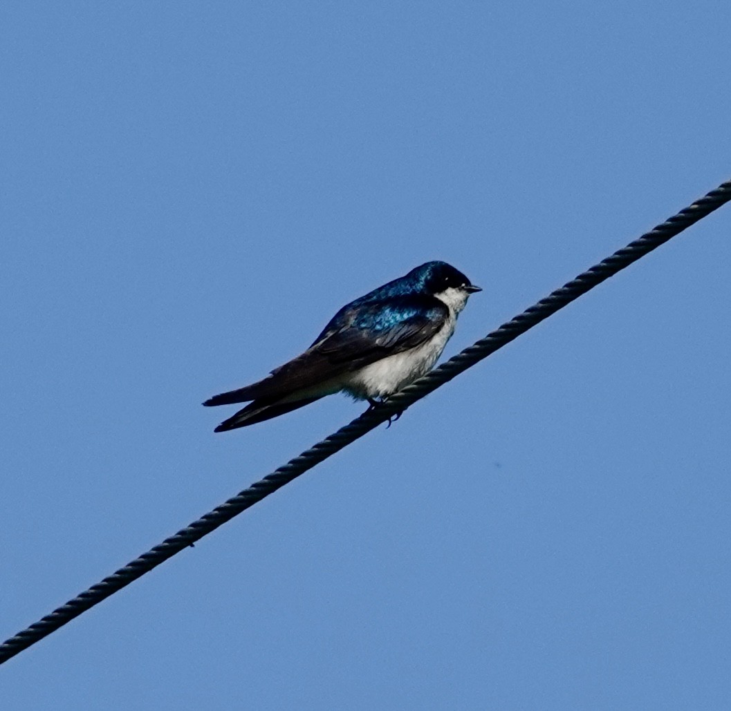Tree Swallow - ML638305136