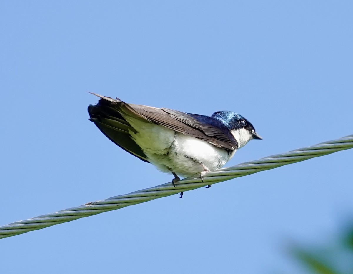 Tree Swallow - ML638305137