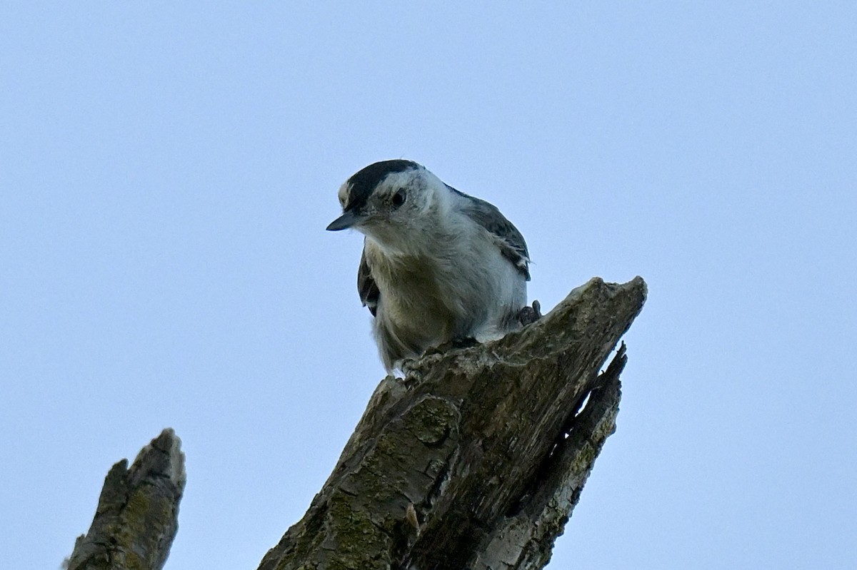 White-breasted Nuthatch - ML638305141