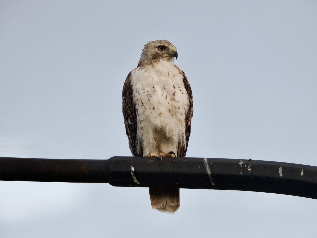 Red-tailed Hawk - ML638305143