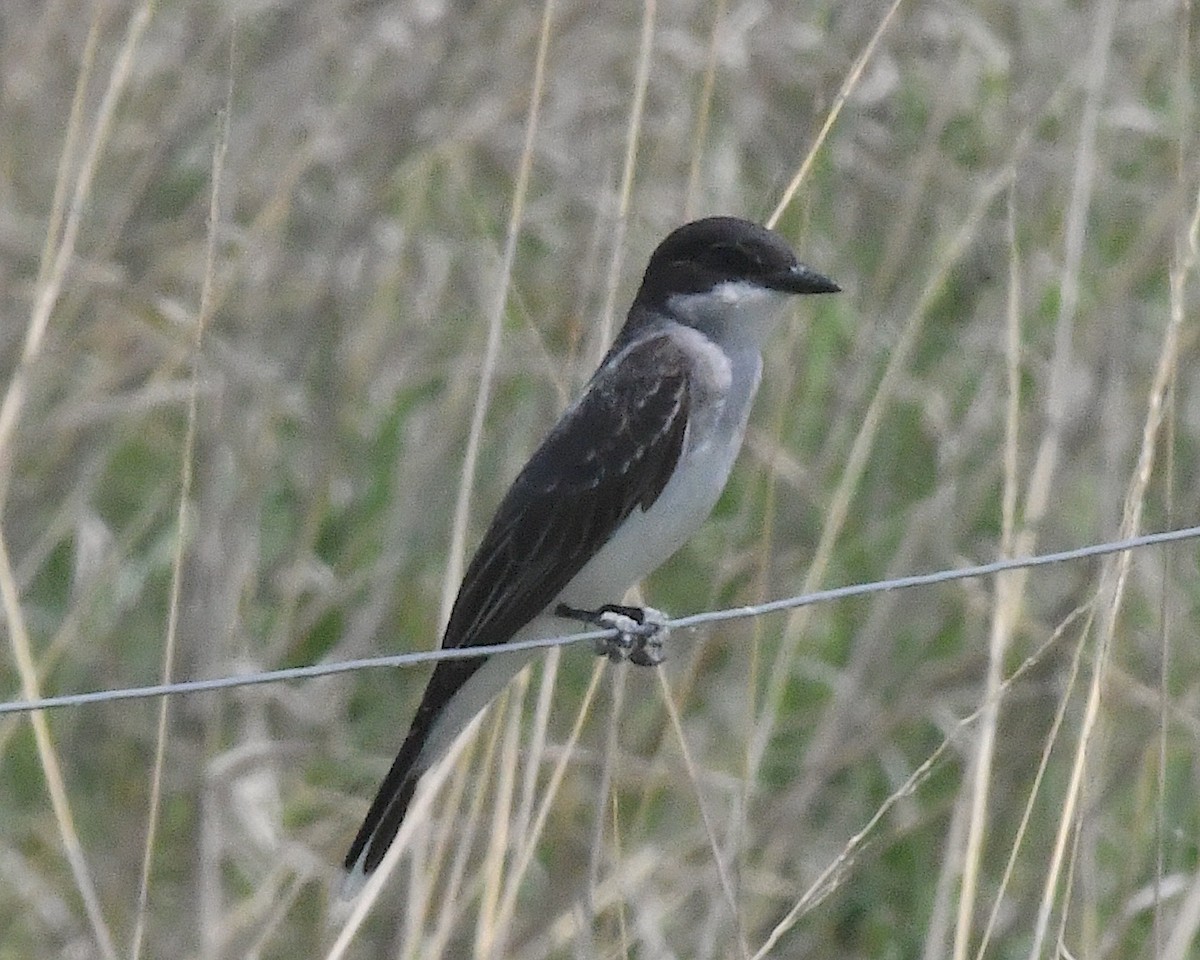 Eastern Kingbird - ML638305149