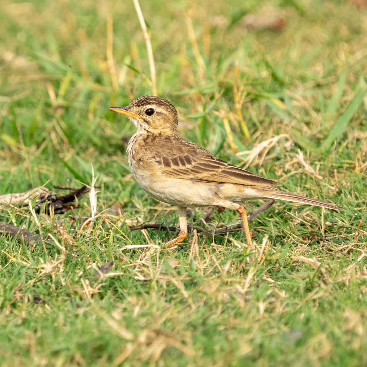 Paddyfield Pipit - ML638305161