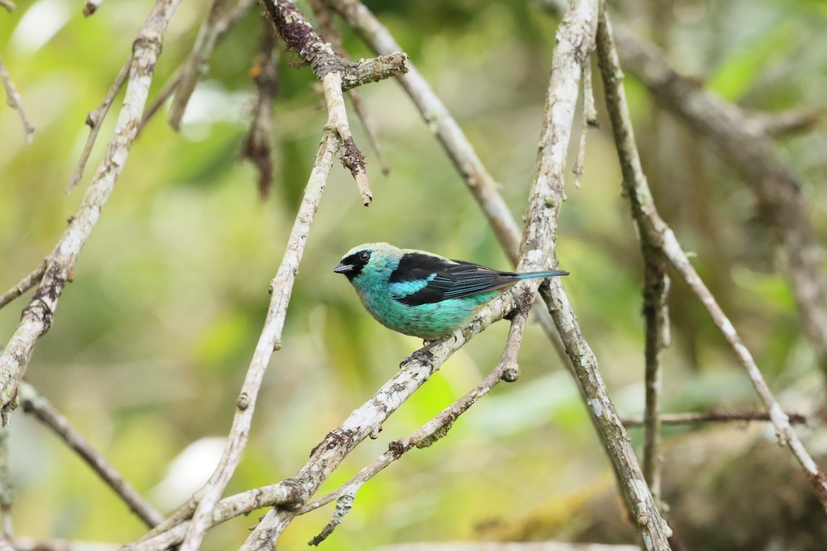 Metallic-green Tanager - ML638305165