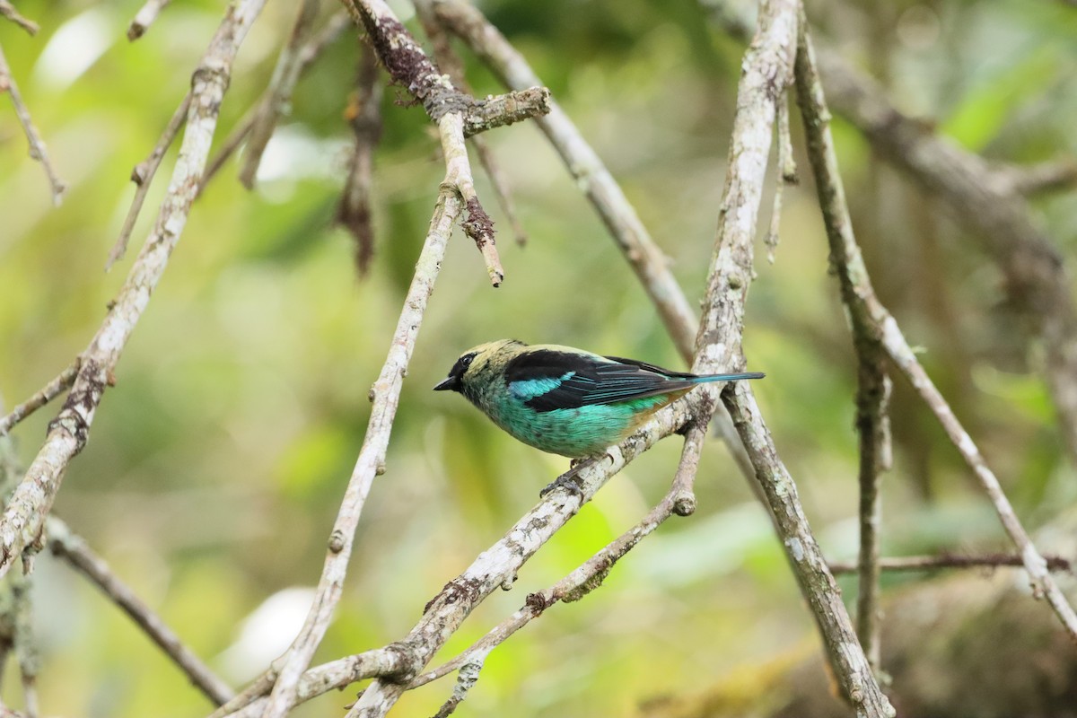 Metallic-green Tanager - ML638305166