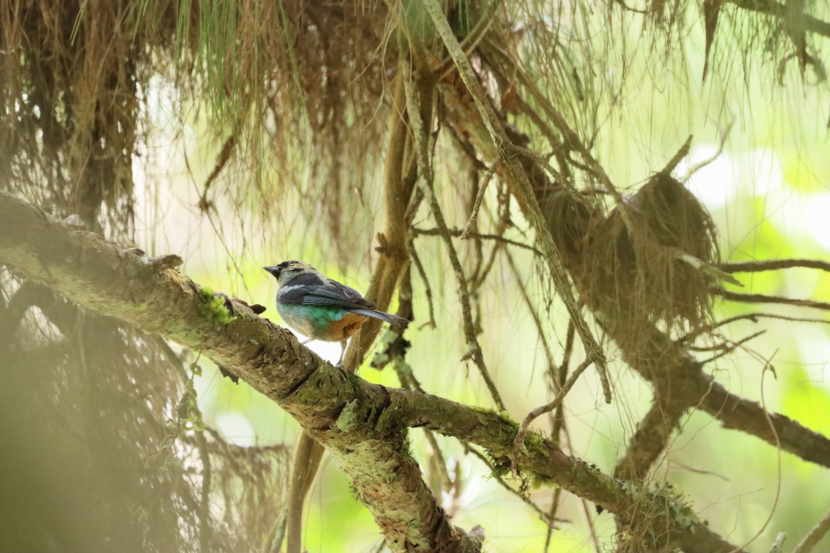 Metallic-green Tanager - ML638305167