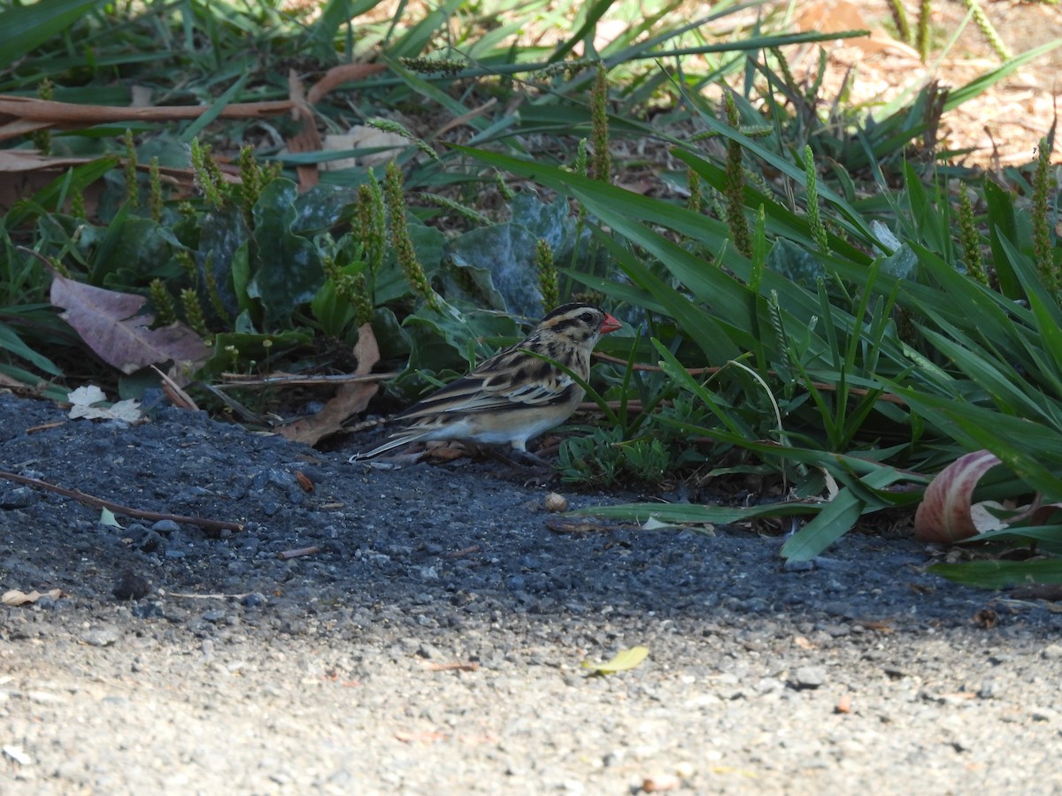 Pin-tailed Whydah - ML638305173