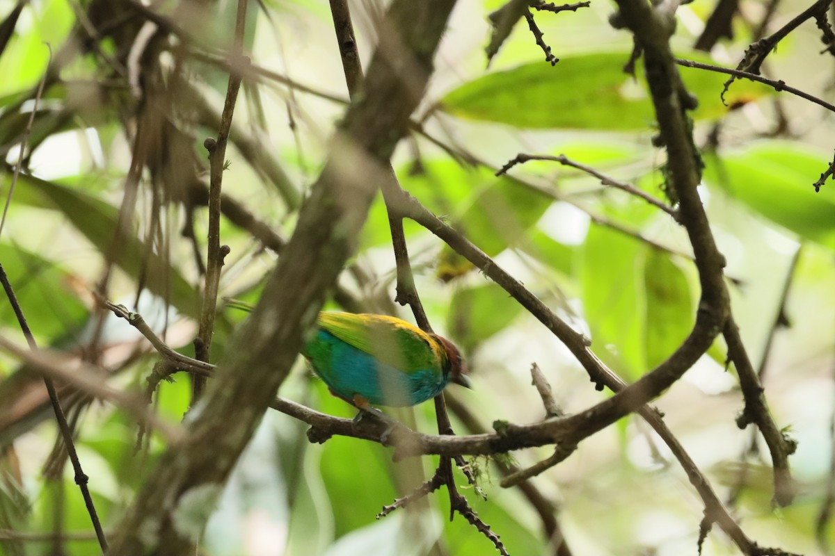 Bay-headed Tanager - ML638305175