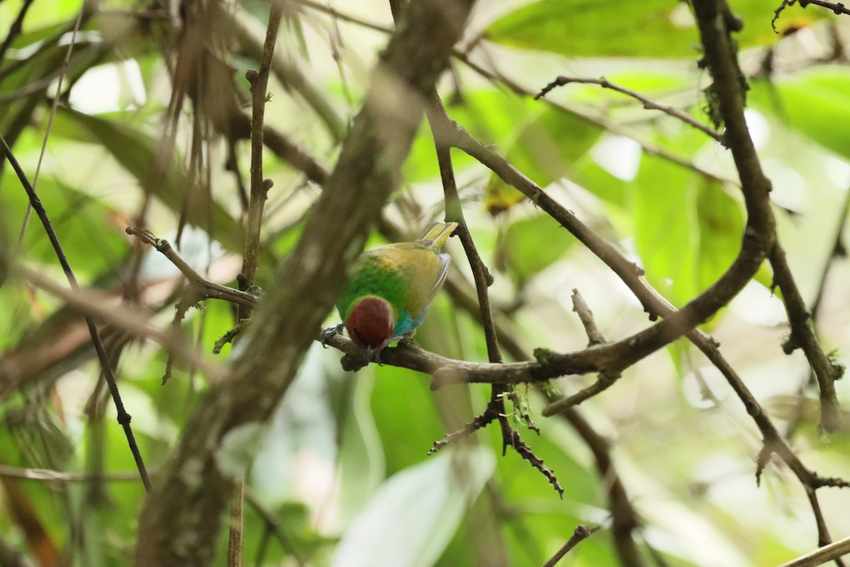 Bay-headed Tanager - ML638305176