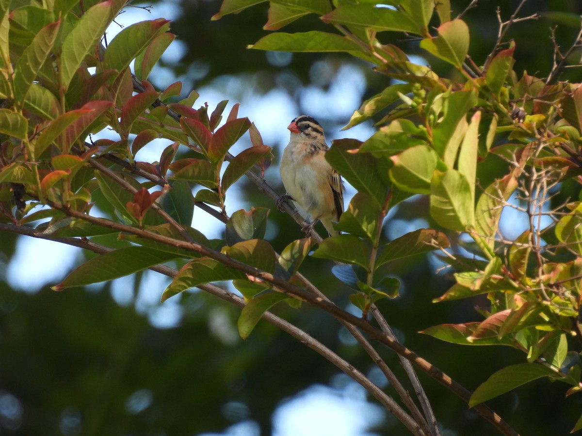 Pin-tailed Whydah - ML638305178