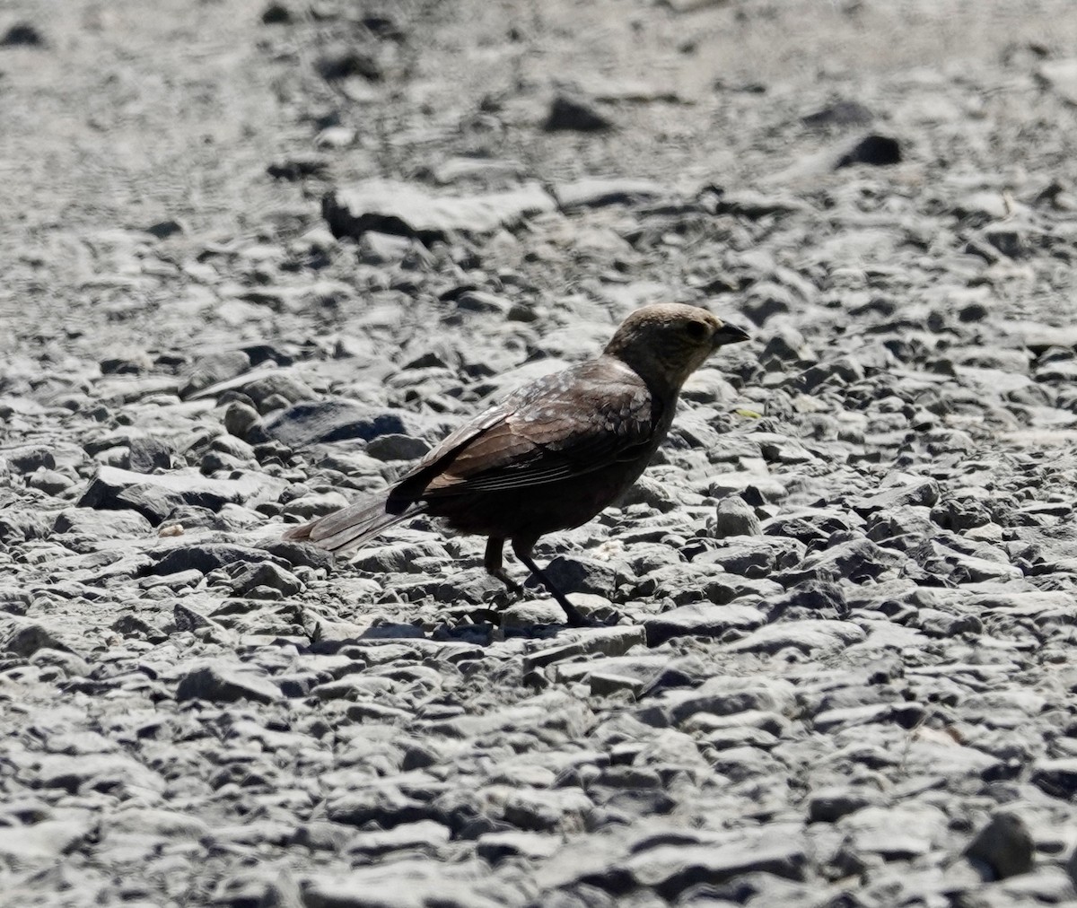 Brown-headed Cowbird - ML638305179