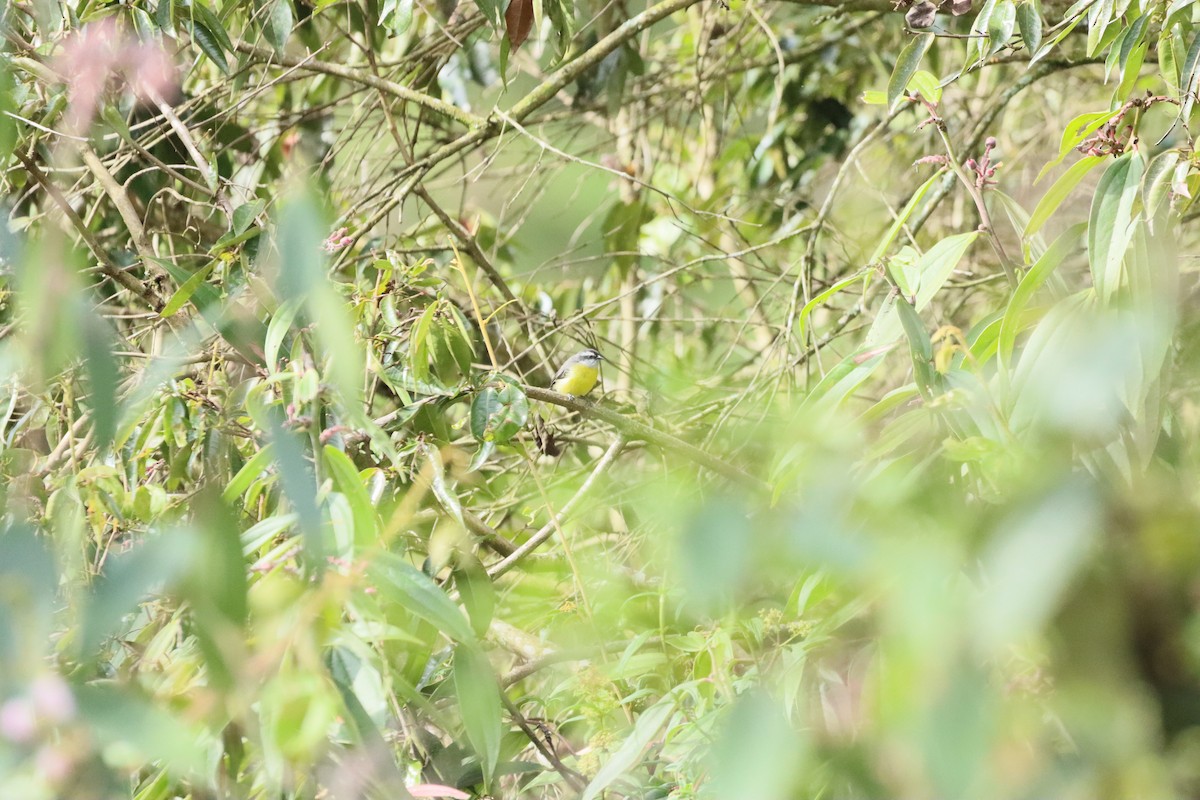 Bananaquit - ML638305183