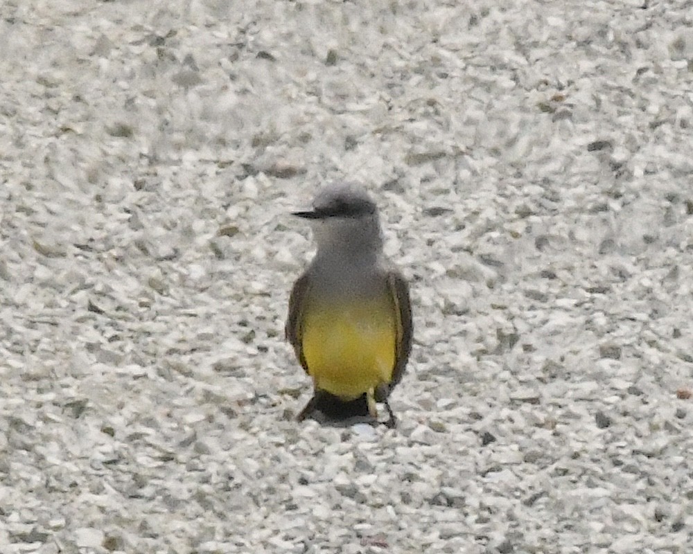 Western Kingbird - ML638305185