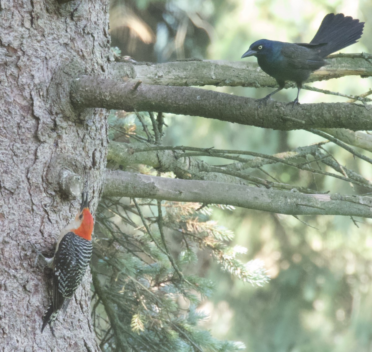 Red-bellied Woodpecker - ML638305204