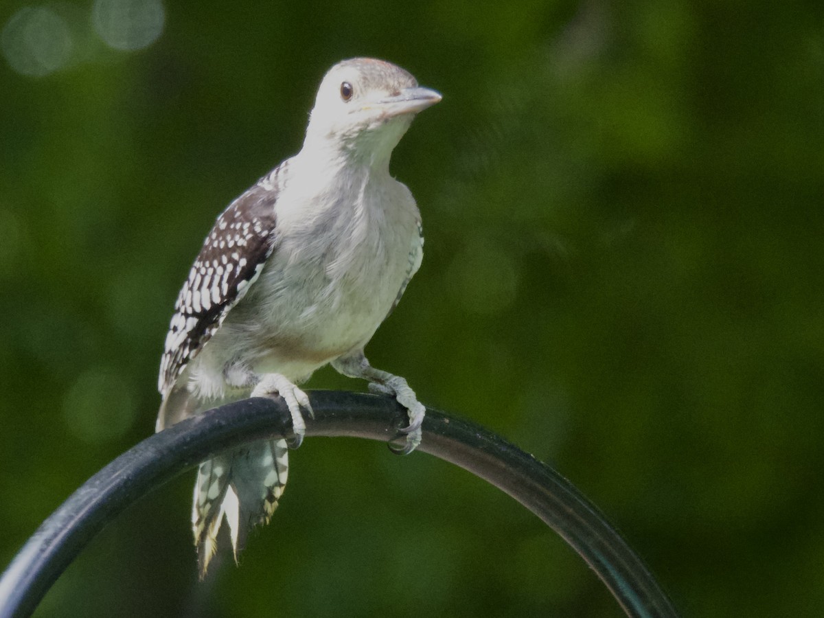Red-bellied Woodpecker - ML638305207
