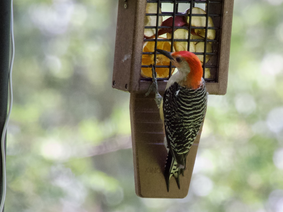 Red-bellied Woodpecker - ML638305208