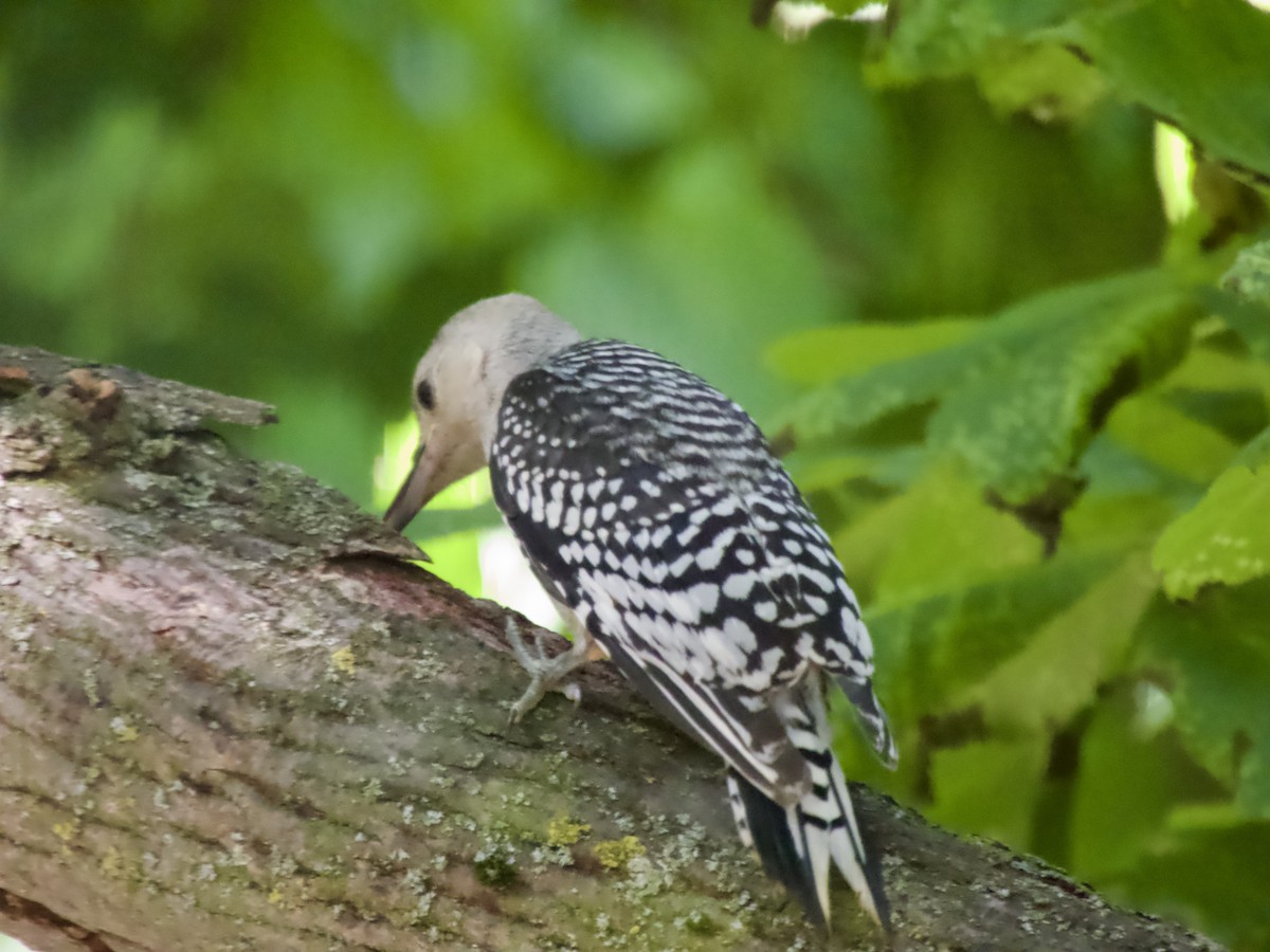 Red-bellied Woodpecker - ML638305212