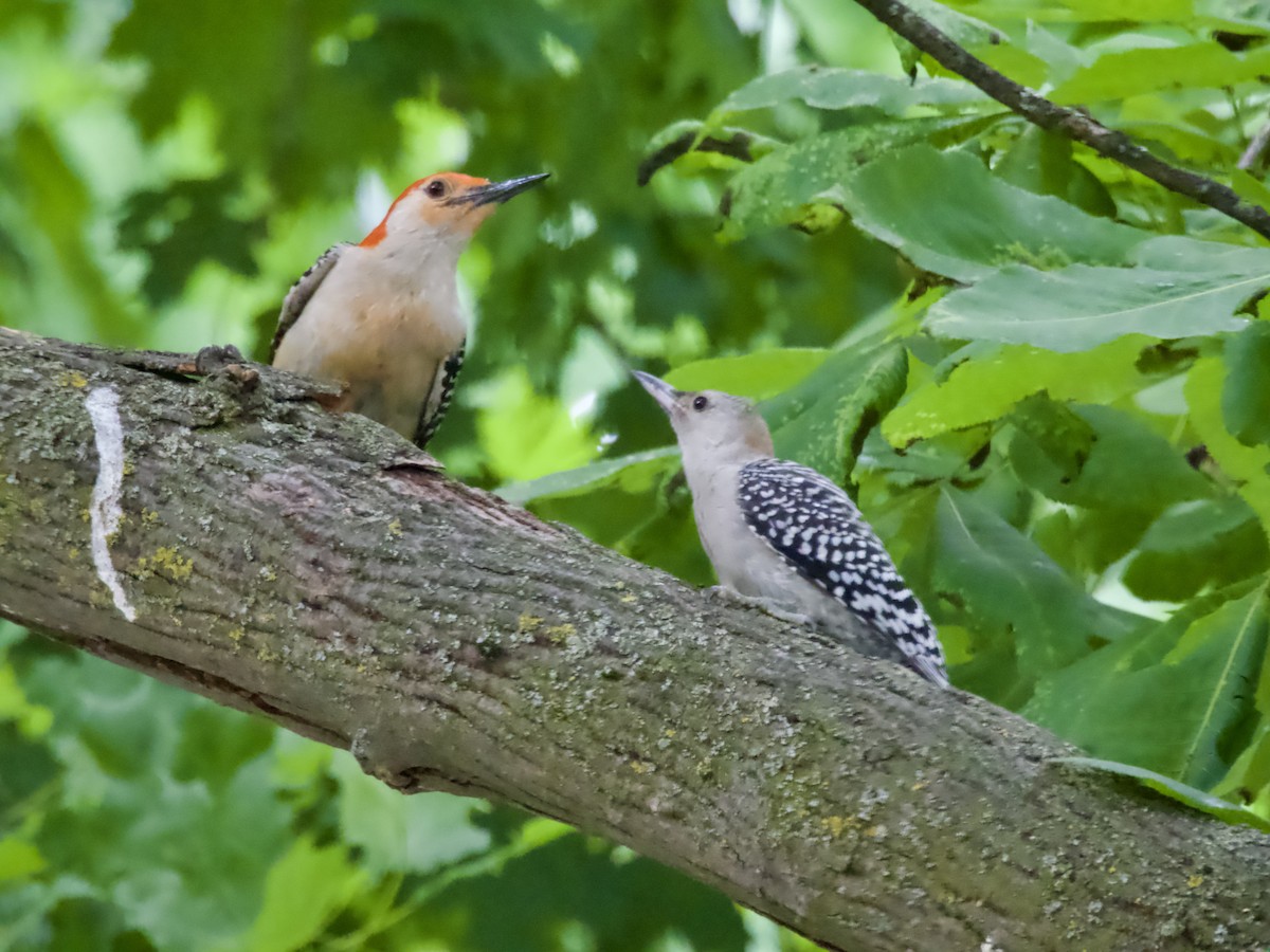 Red-bellied Woodpecker - ML638305213