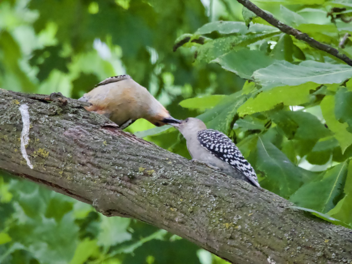 Red-bellied Woodpecker - ML638305214