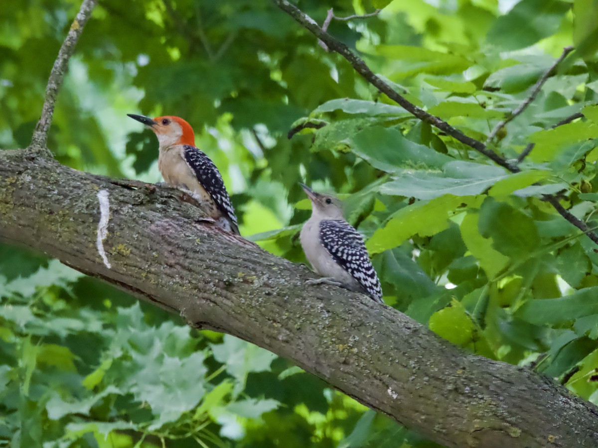Red-bellied Woodpecker - ML638305215