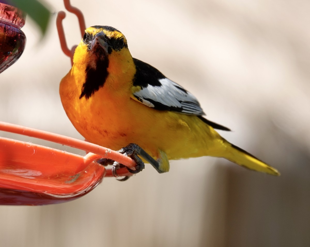 Bullock's Oriole - ML638305220