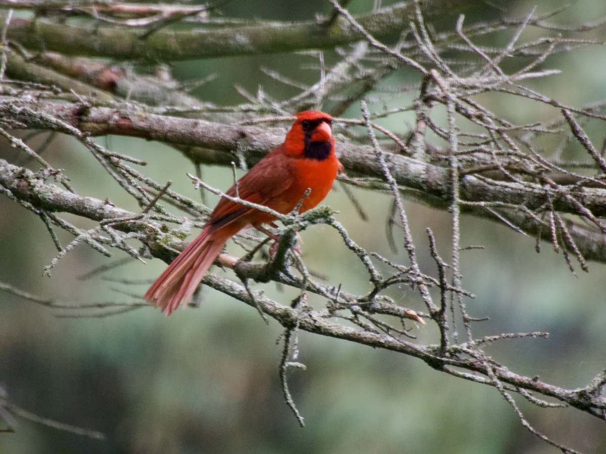Northern Cardinal - ML638305222