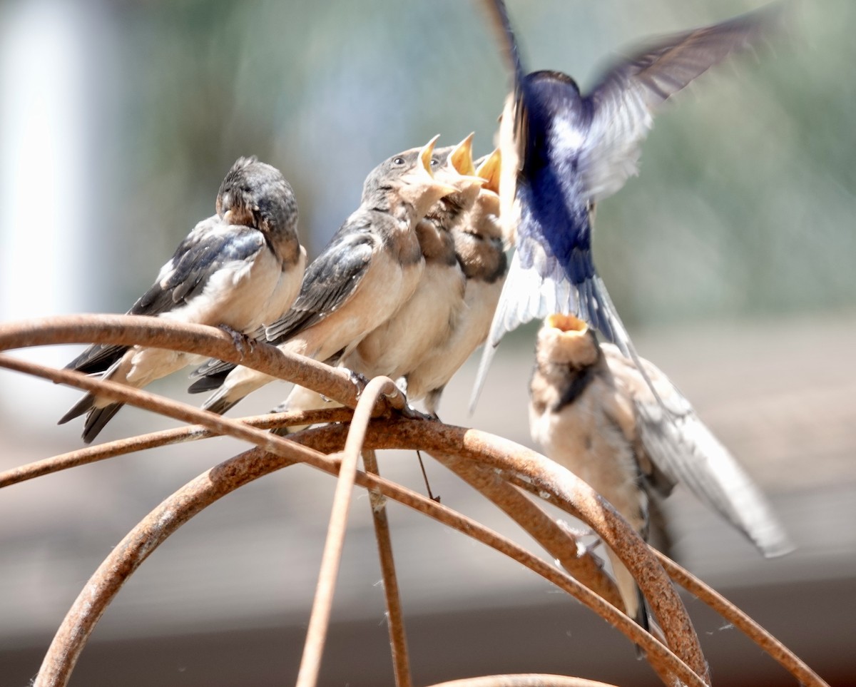 Barn Swallow (American) - ML638305228