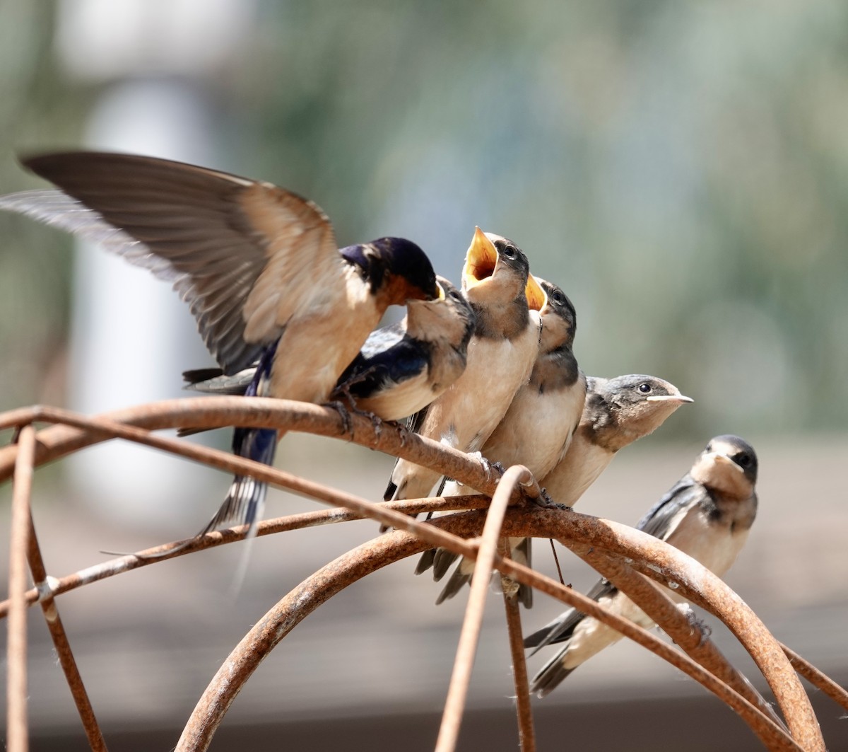 Barn Swallow (American) - ML638305229
