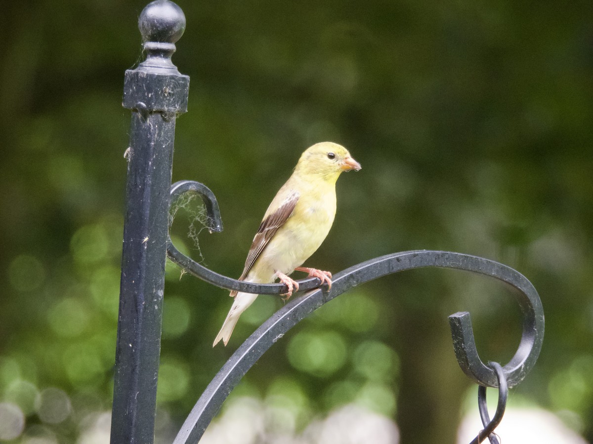 American Goldfinch - ML638305234