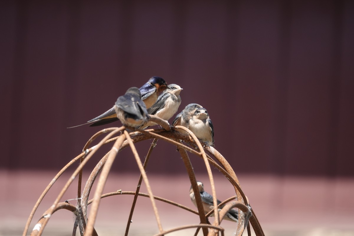 Barn Swallow (American) - ML638305235