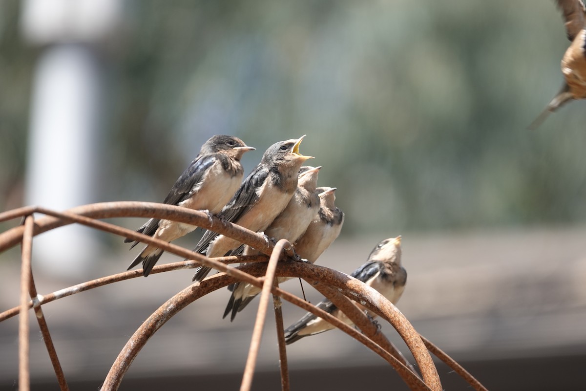 Barn Swallow (American) - ML638305237