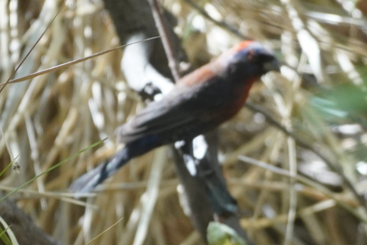 Varied Bunting - ML638305241