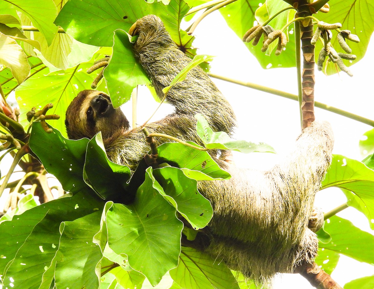 Mammals - ML638305255