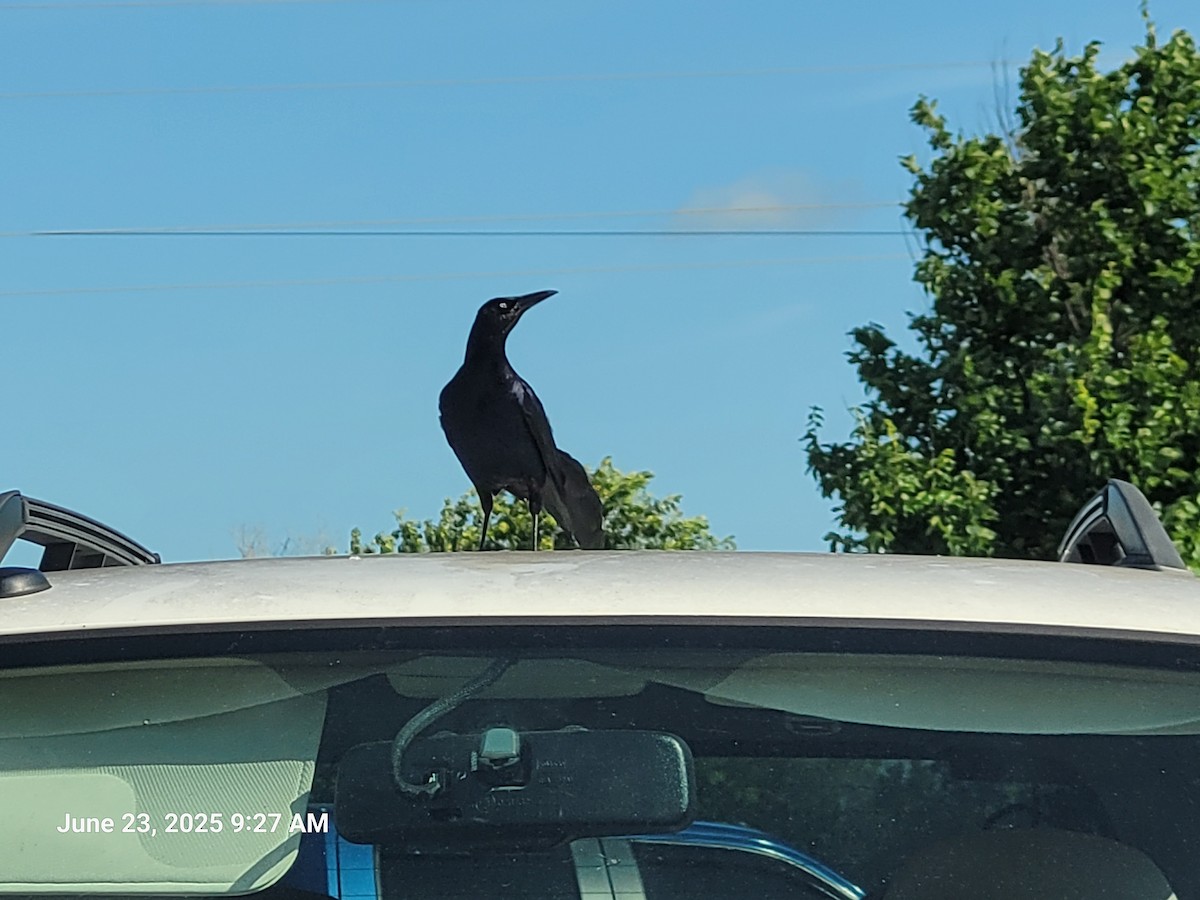 Great-tailed Grackle - ML638305269