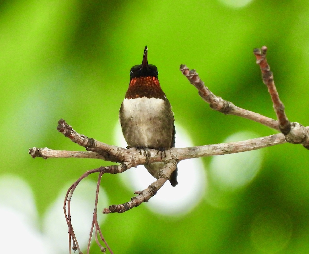 Ruby-throated Hummingbird - ML638305276