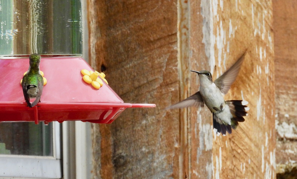 Ruby-throated Hummingbird - ML638305278