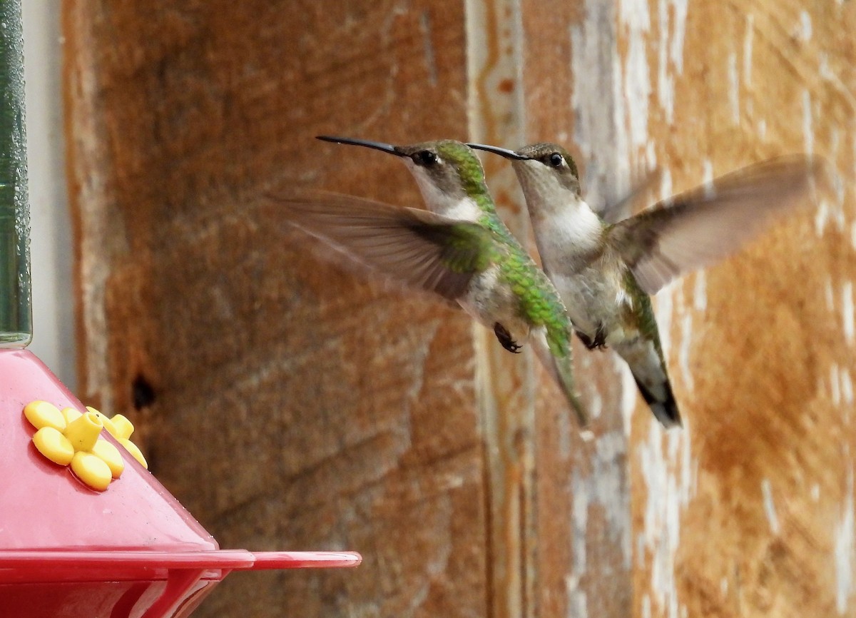 Ruby-throated Hummingbird - ML638305279