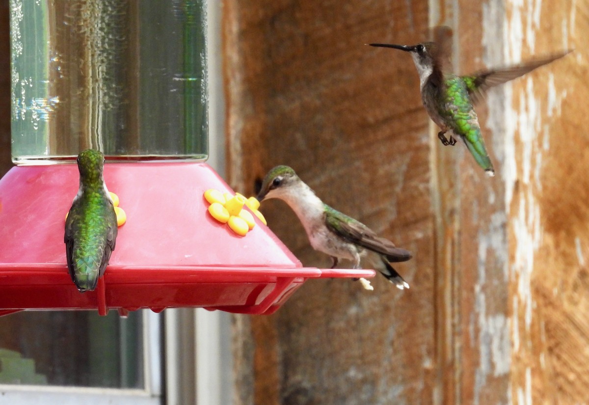 Ruby-throated Hummingbird - ML638305280