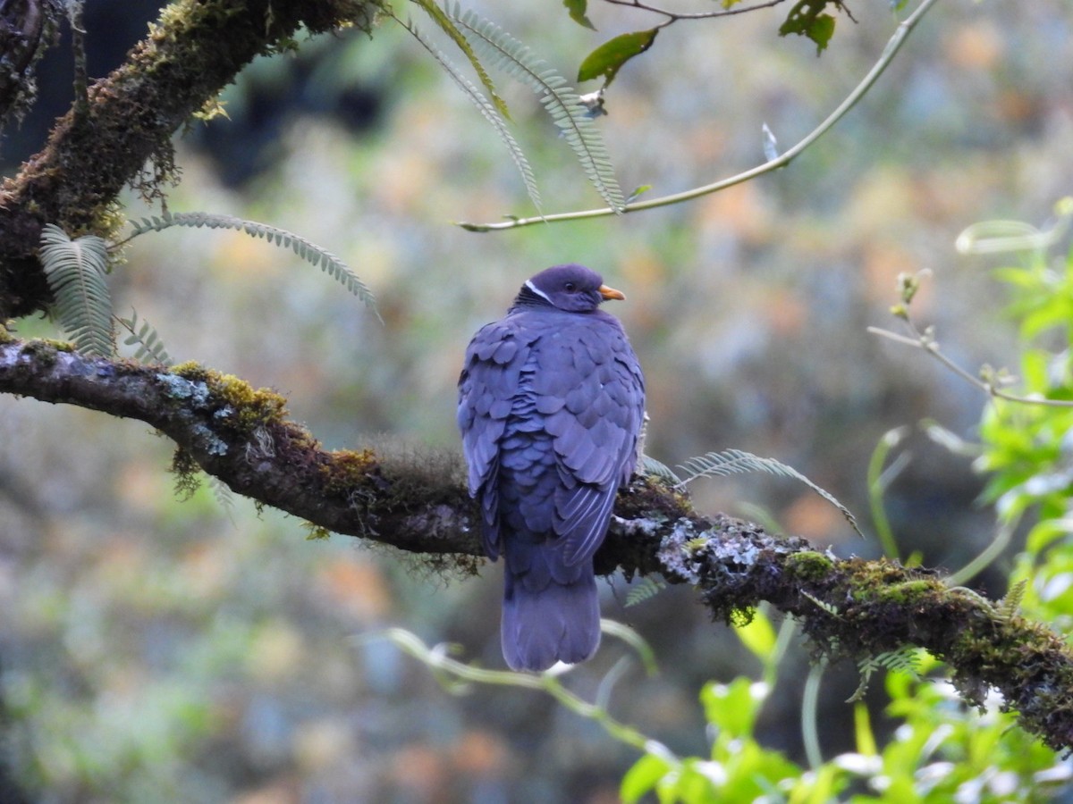 Band-tailed Pigeon - ML638305308